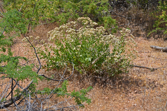 Brownfoot is a perennial species that grows up to 2 feet or more tall. Plants prefer elevations from 1,200 to 5,000 feet or higher. They are found in both upper and lower deserts, foothills, rocky hillsides, canyons in gravel, caliche or Sandy loamy soils. Acourtia wrightii 